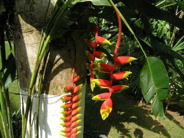  Bird of Paradise in Back Yard