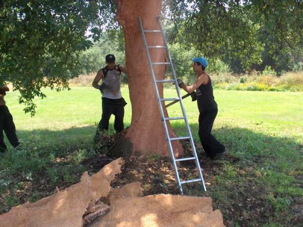 Cork Harvest