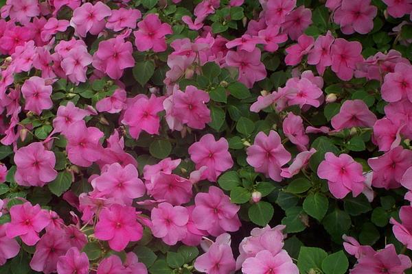 Flower Garden