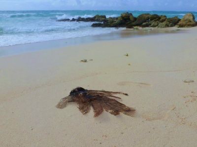 Beach beside Moonraker apartments, Barbados