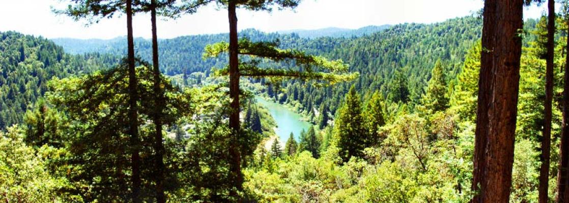 Main River/Forest View