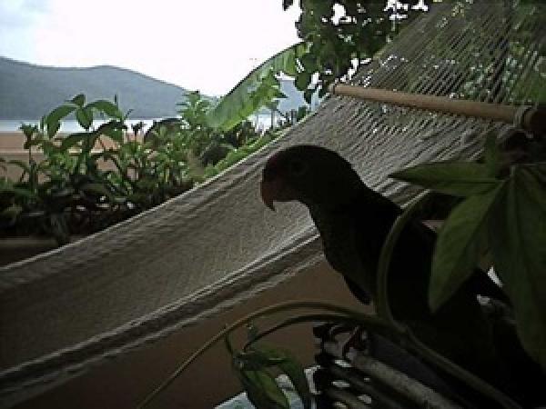 The Hammock