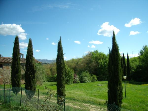 view from the garden
