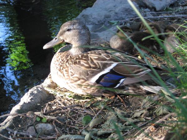 ducks beside the cottage