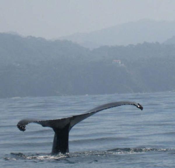 Whale watching in front of Casa Melissa