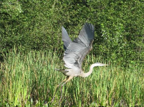 Blue Heron Departs the Lake