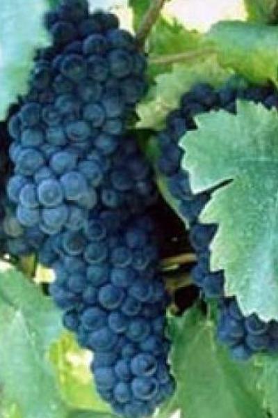 Winery Grapes