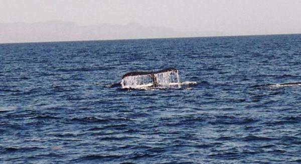 Dec, Jan, Feb the Whales Migrate!!!