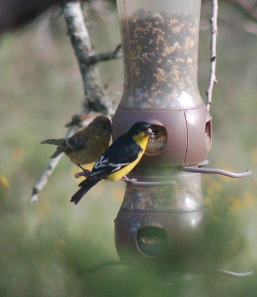 Birdwatcher's Paradise