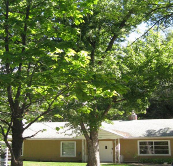Quaint Forested Cottage on Private Lane
