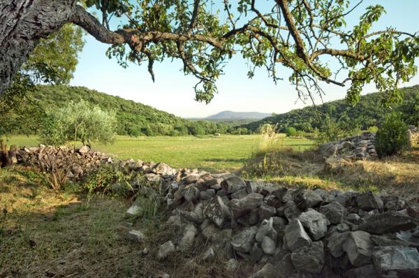 view from the garden