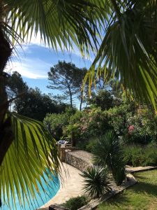 Our tropical garden