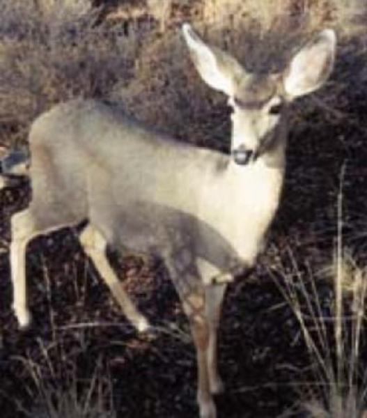 Local Wildlife