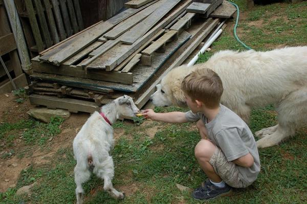 Pickles and Polly