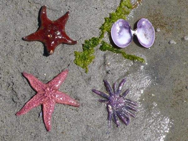 Beachcombing