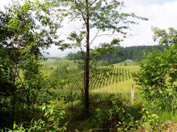 View on property