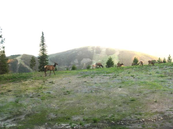 the locals