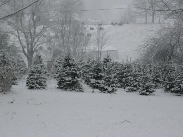 snow capped fraser fir trees Jan. 2009