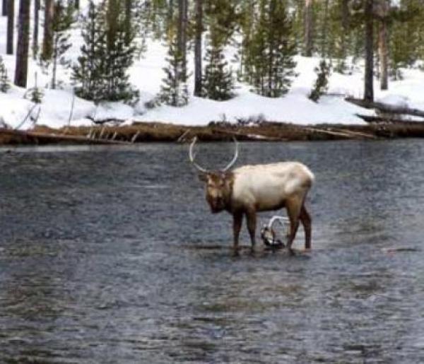 Wildlife