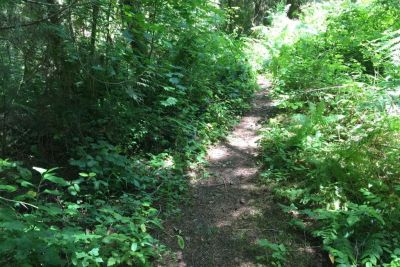 Mount Baker Rim footpath