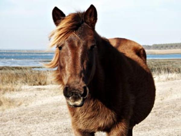 Pony Portrait