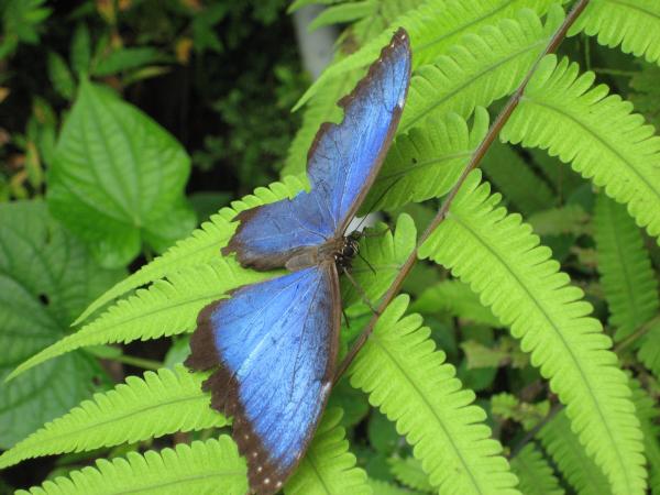 Garden Visitor