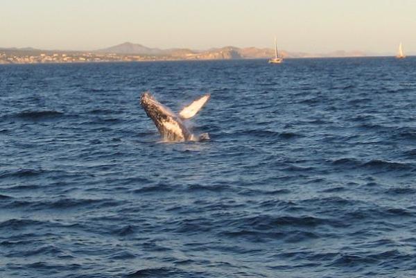 Whale Watching