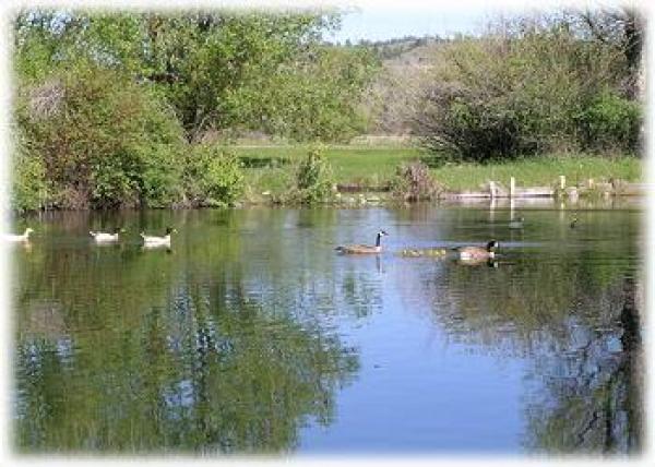 Waterfowl of every kind to watch and photograph