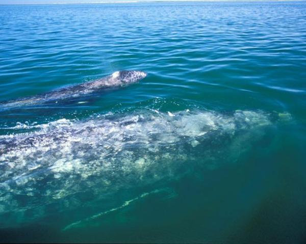 Whale Watching