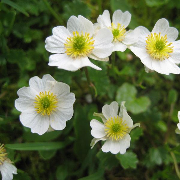 mountain flowers