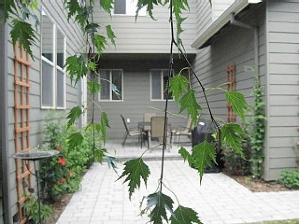 Backyard Patio