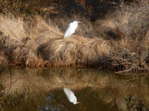 Snowy Egret