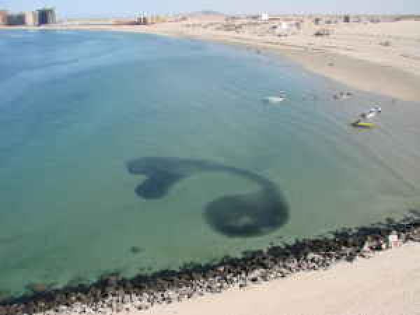 School of fish form an amazing shape.  