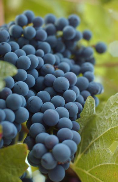 Grapes on the property