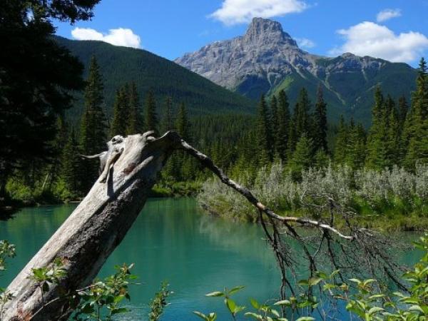 Bow River 5 min Walk Away-World Class Fly Fishing.