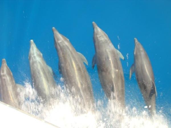 Porpoise swimming with EL DON 