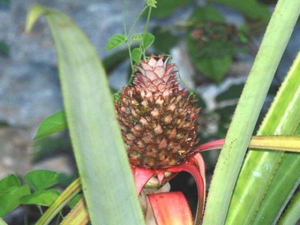 Pinapples Growing