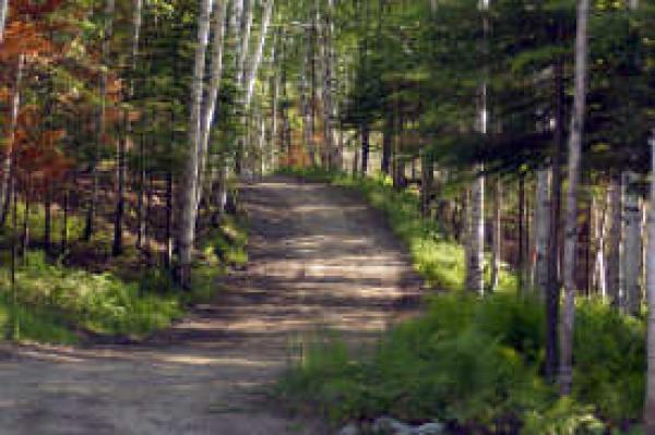 Birch forest