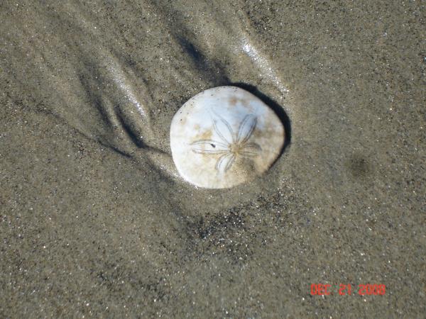 Amazing Shells on Near Beach 
