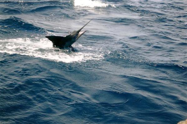 Shark in The Ocean