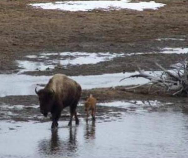 Wildlife