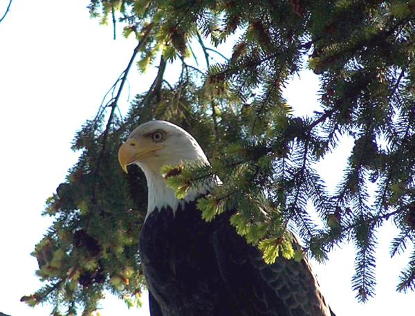 Bald Eagle viewing
