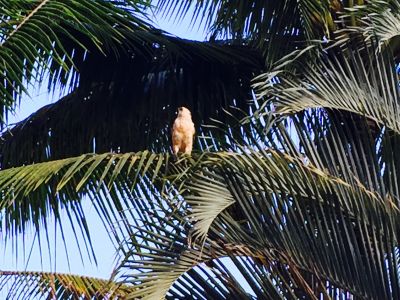 Hawaiian Hawk in tree at Pualani