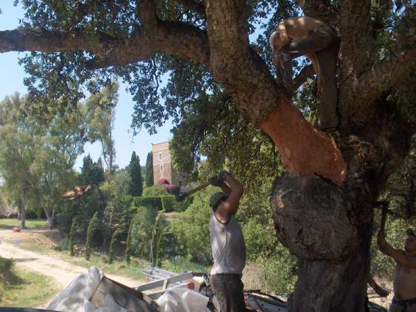 Cork Harvest