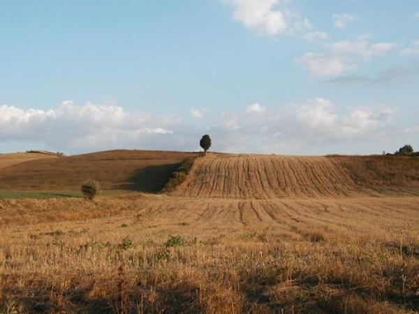 Summer landscape