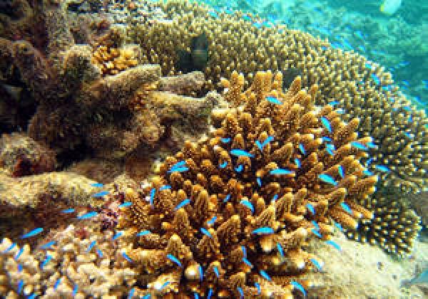 Inner View of Sea