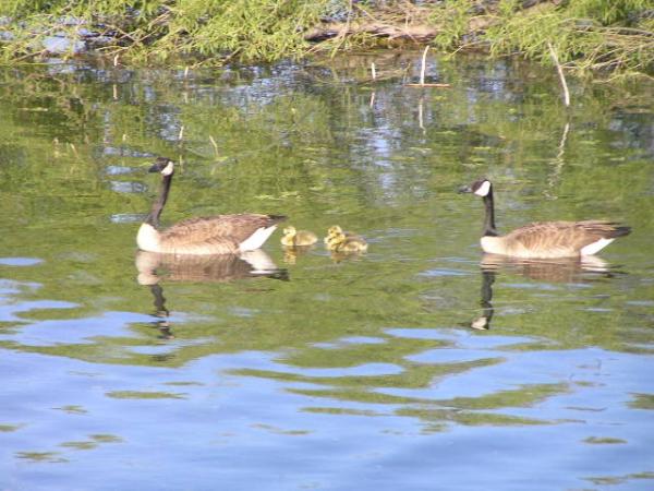 Bird Watching is Wonderful at our Lake