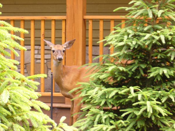 Mont Tremblant, Quebec, Vacation Rental Townhouse