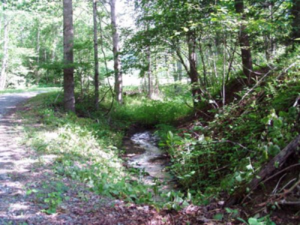 Stream on the property 