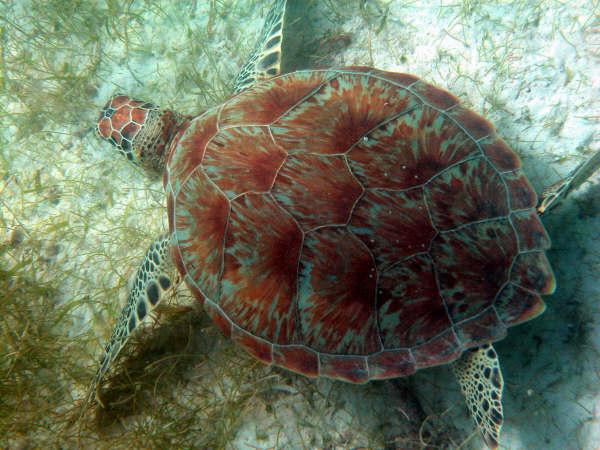 Turtle in Water